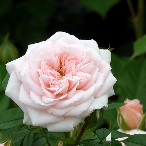 Rosa Special Friend - rózsaszín - Apróvirágú - magastörzsű rózsafa- kompakt koronaforma